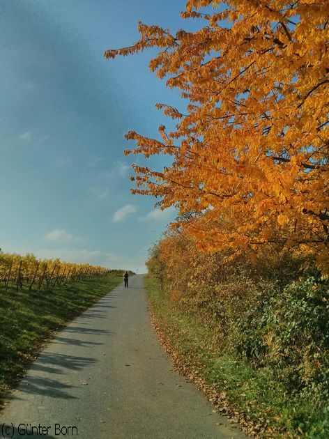 Weinberge, Wandern, Rhein-Steig ...