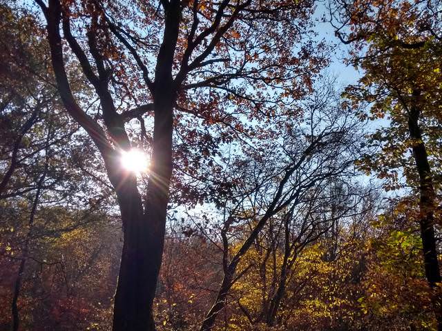 Herbstwald - Taunussteig - November 2018