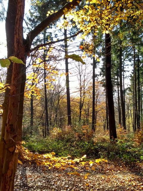 Herbstwald - Taunussteig - November 2018