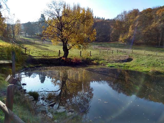 Herbst – Spiegelung in Teich – Gimbacher Hof - November 2018