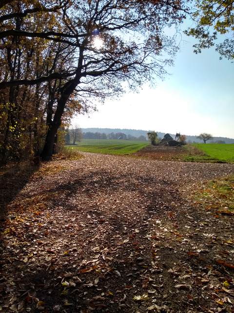 Herbstwald - Taunussteig - November 2018