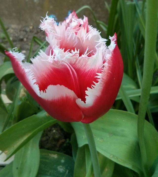 Tulpe