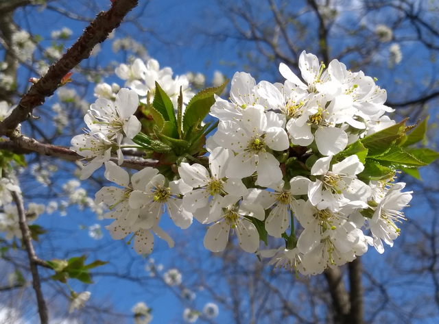 Vogelkirschenblüte (3. April 2021)