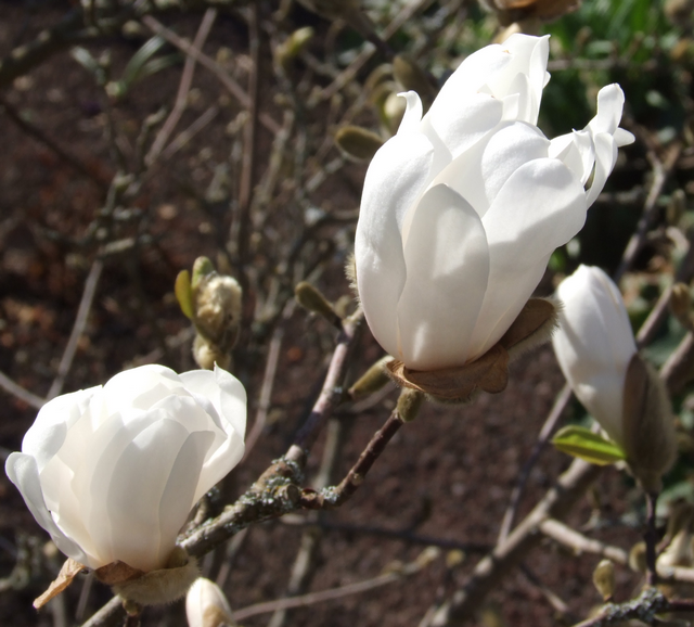 Sternmagnolie (4. April 2021)