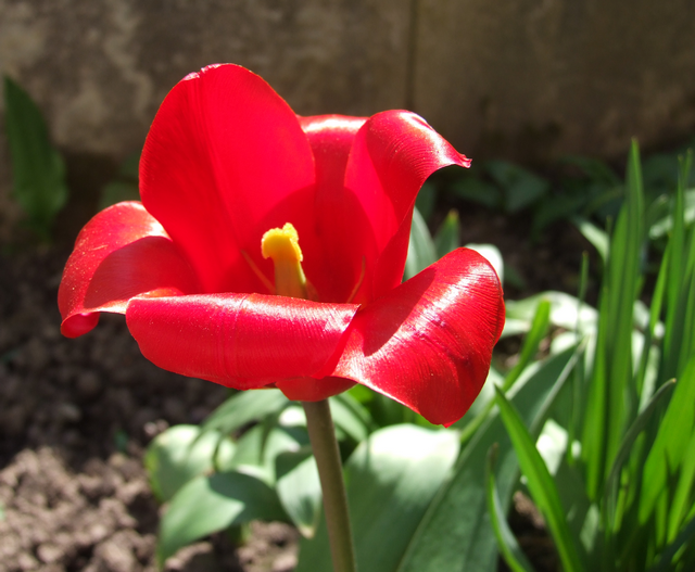 Tulpe (4. April 2021)