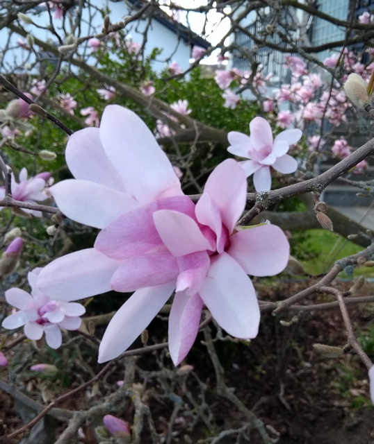 Sternmagnolie (3. April 2021)