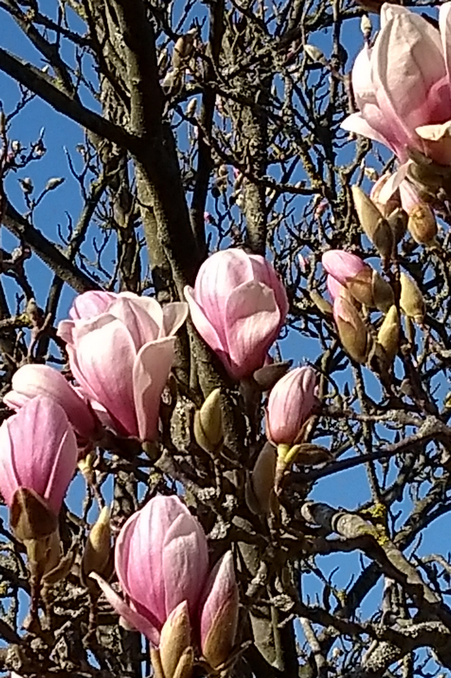 Magnolie (2. April 2021)
