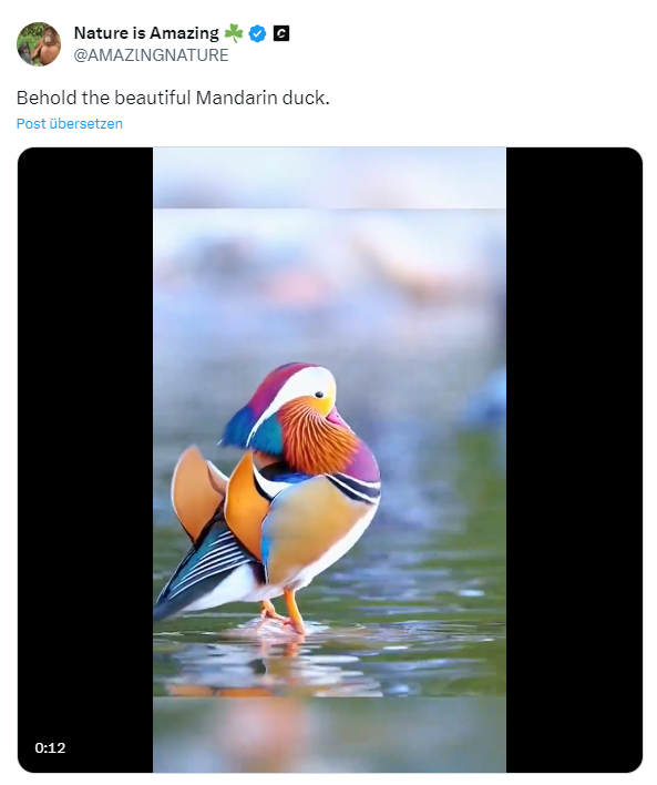 Mandarin-Ente