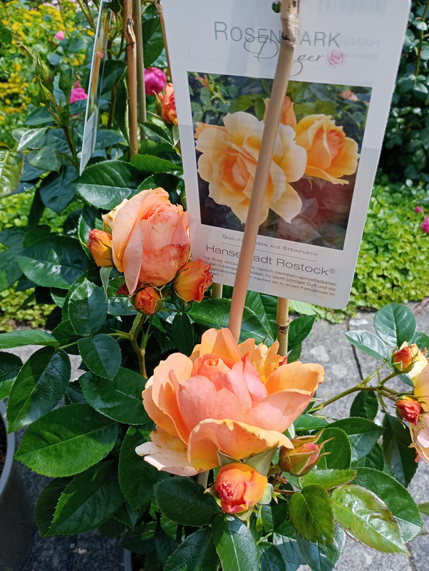 Rosenausstellung Palmengarten