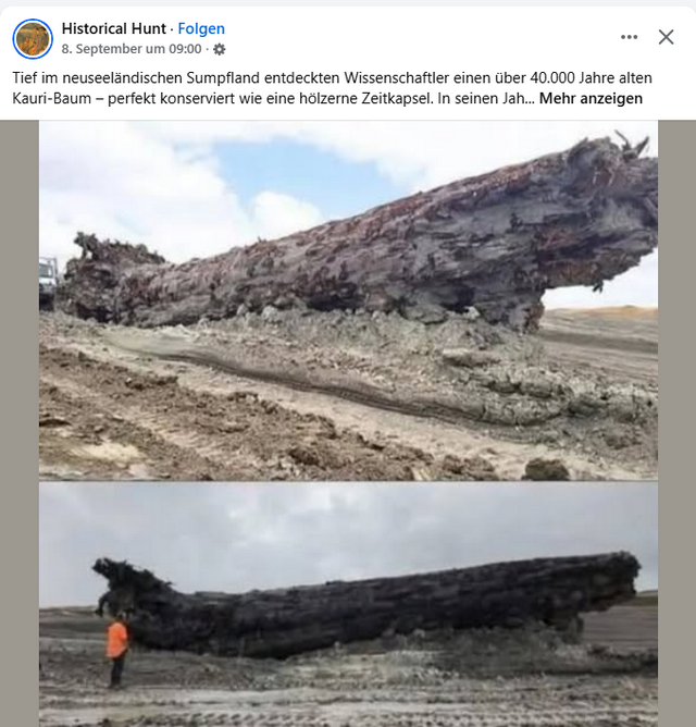 Alter Kauri-Baumstumpf in Neuseeland