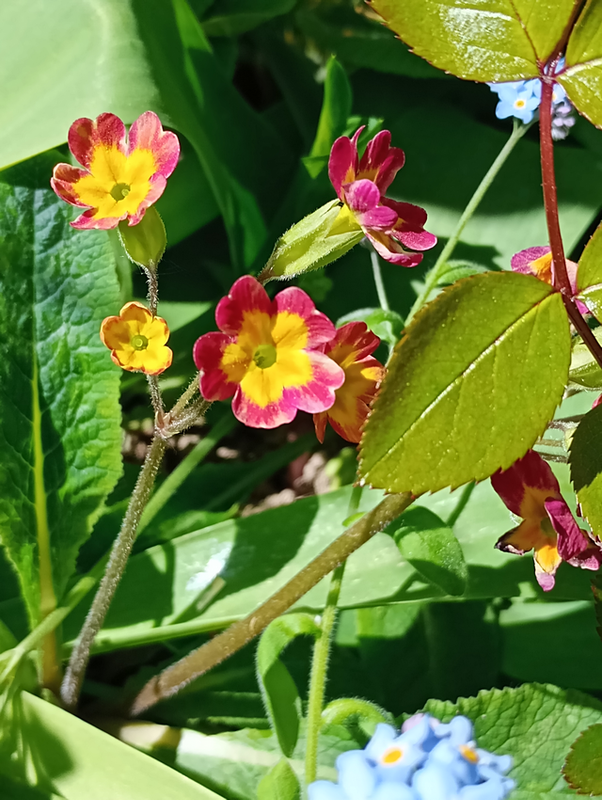 Schlüsselblume